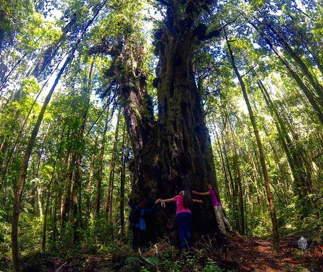 Excursionistas junto a un imponente árbol gigante milenario en el bosque