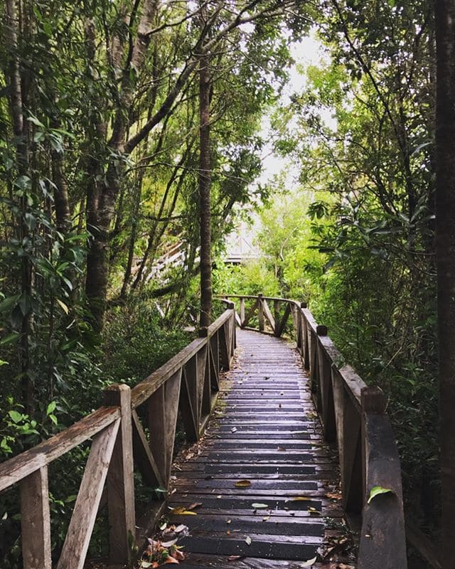 Pasarela de madera cruzando la frondosa selva valdiviana chilota