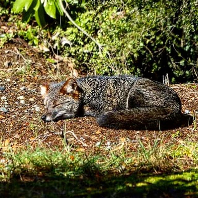 Zorro chilote descansando plácidamente al sol en Parque Tantauco