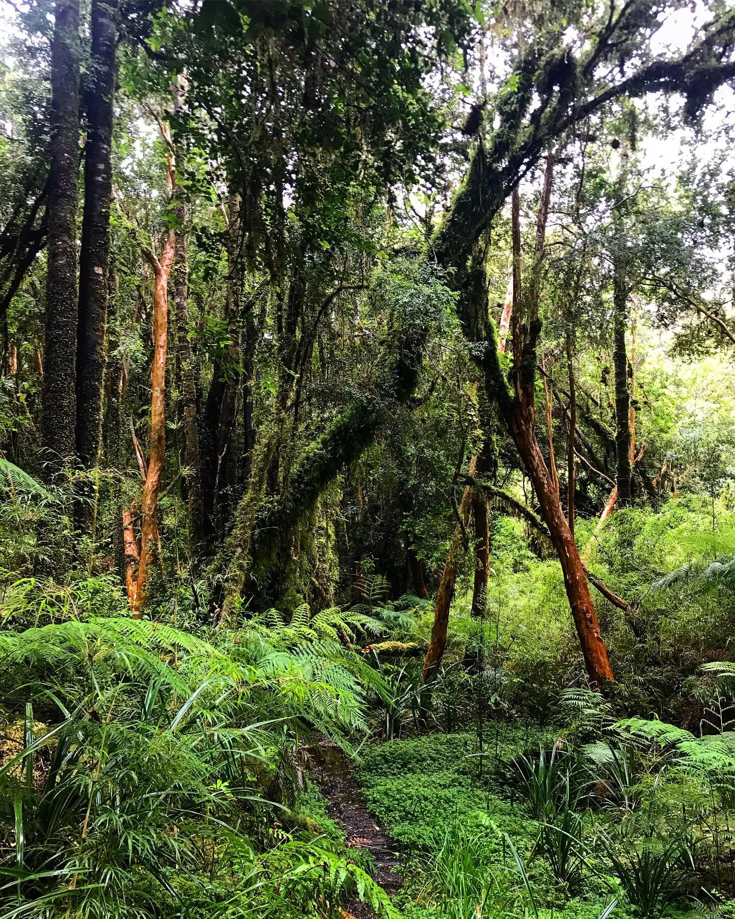 Sendero rodeado de frondoso bosque siempreverde y helechos