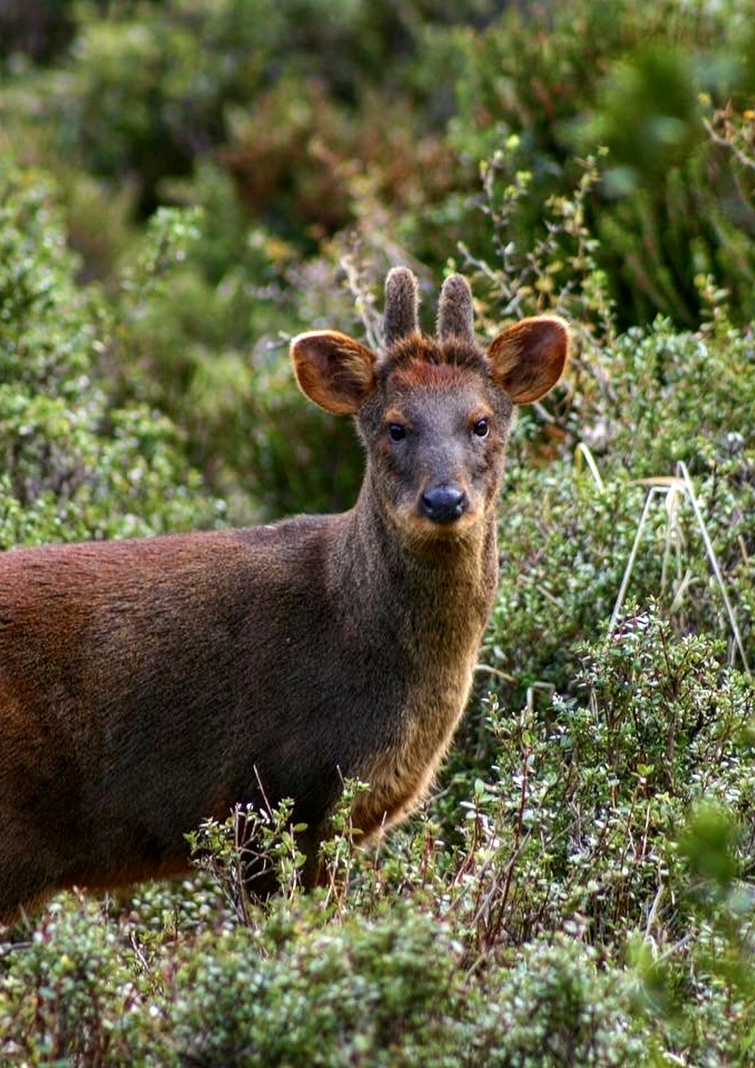 Ejemplar de Pudú en su hábitat nativo