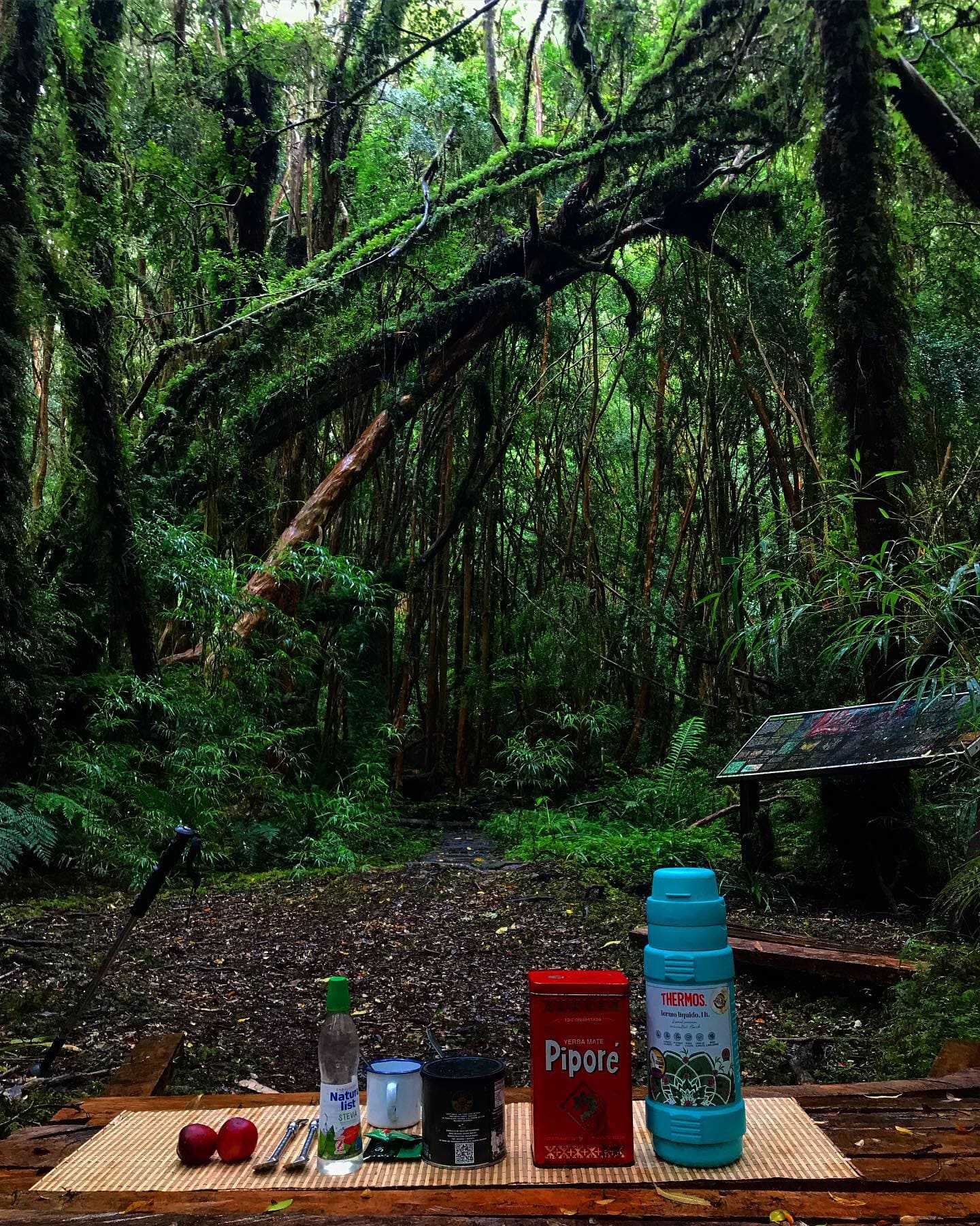 Pausa para mate en el sendero del bosque centenario